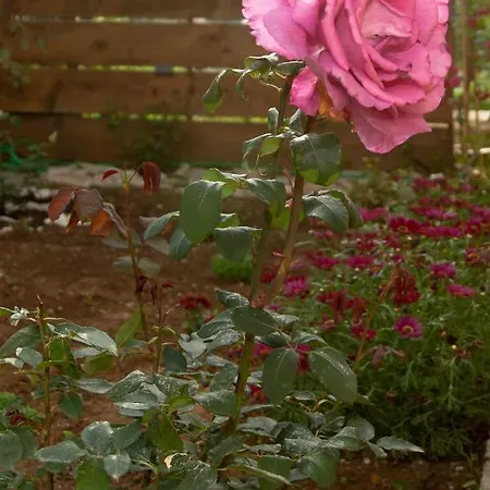 度假居 Adriana's Summer House 卡西奥皮